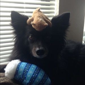 Meet your Posher, Nina